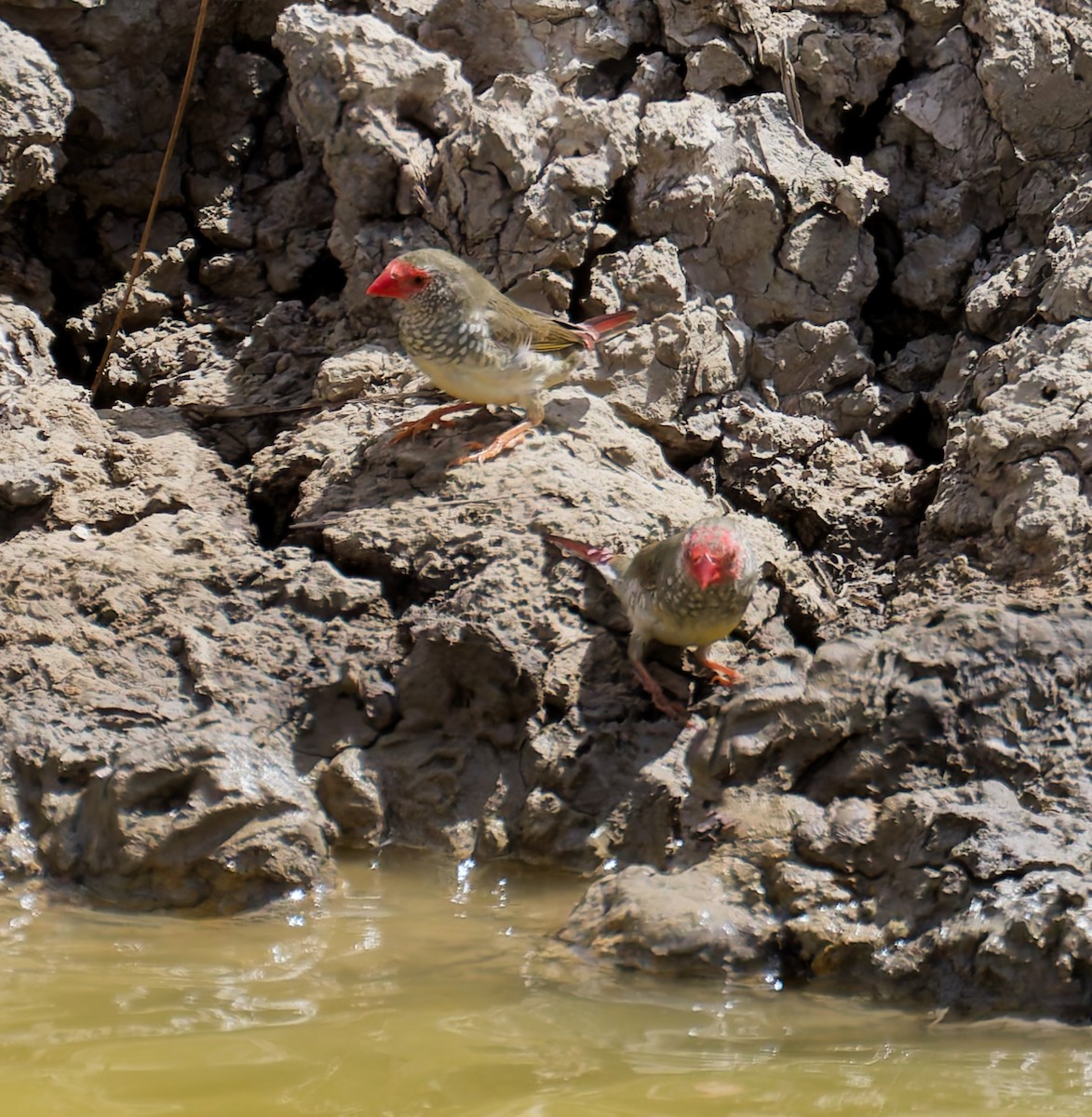 Star Finch - ML646075819