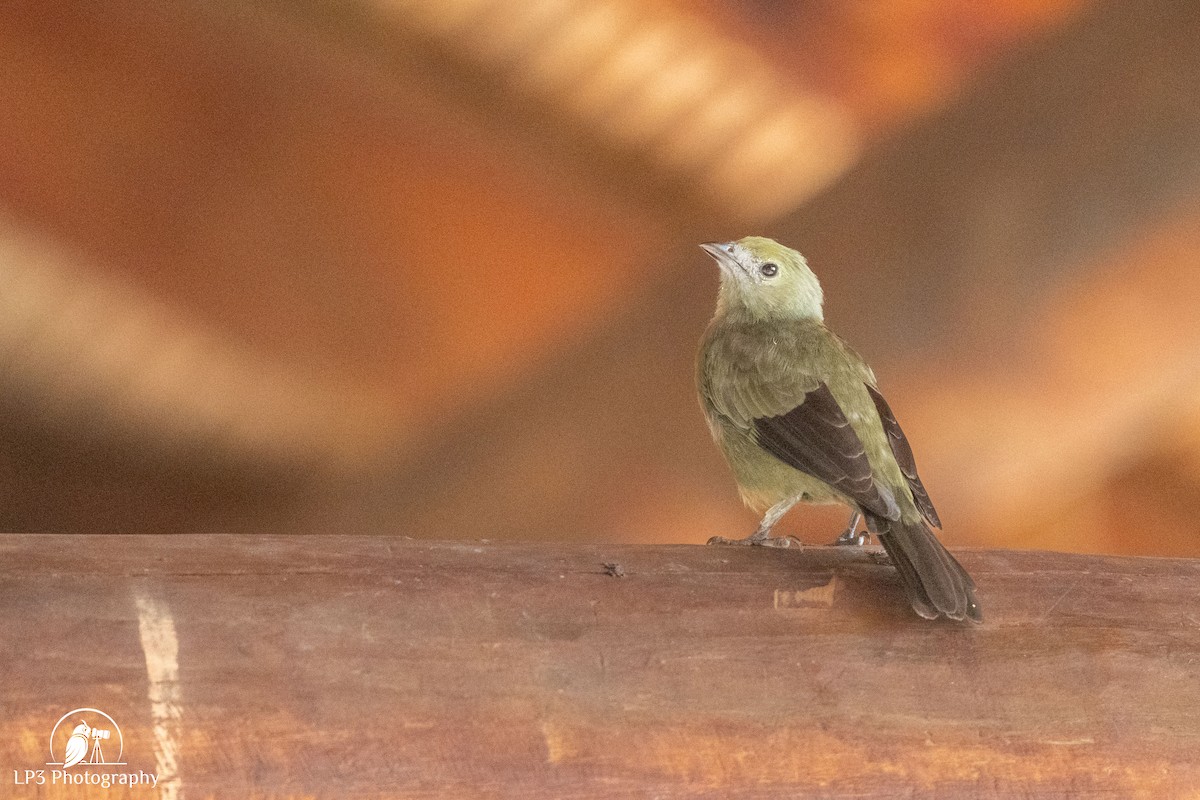 Palm Tanager - ML646075821