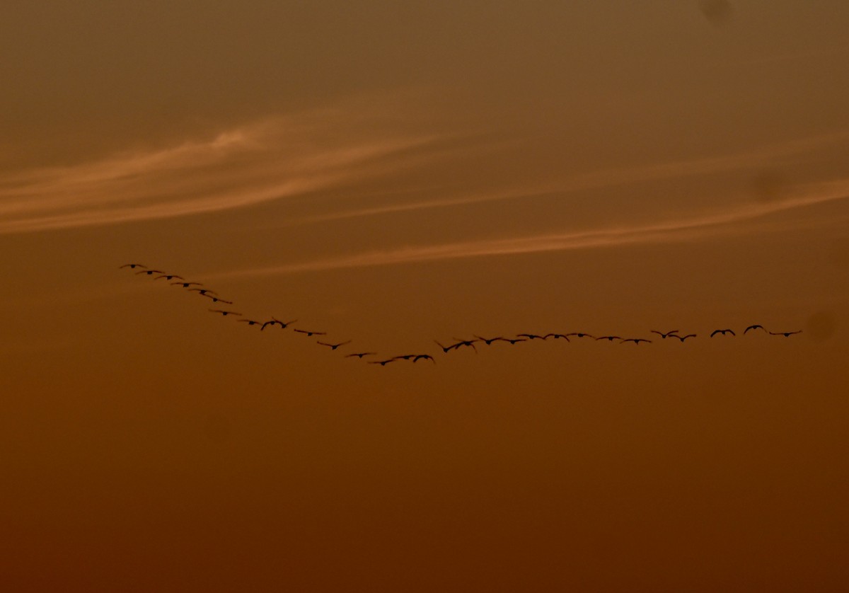 Sandhill Crane - ML646075822