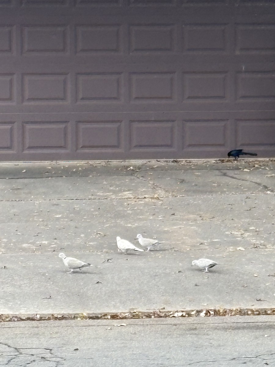 Eurasian/African Collared-Dove - ML646075823