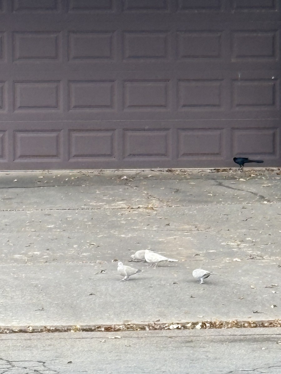 Eurasian/African Collared-Dove - ML646075824