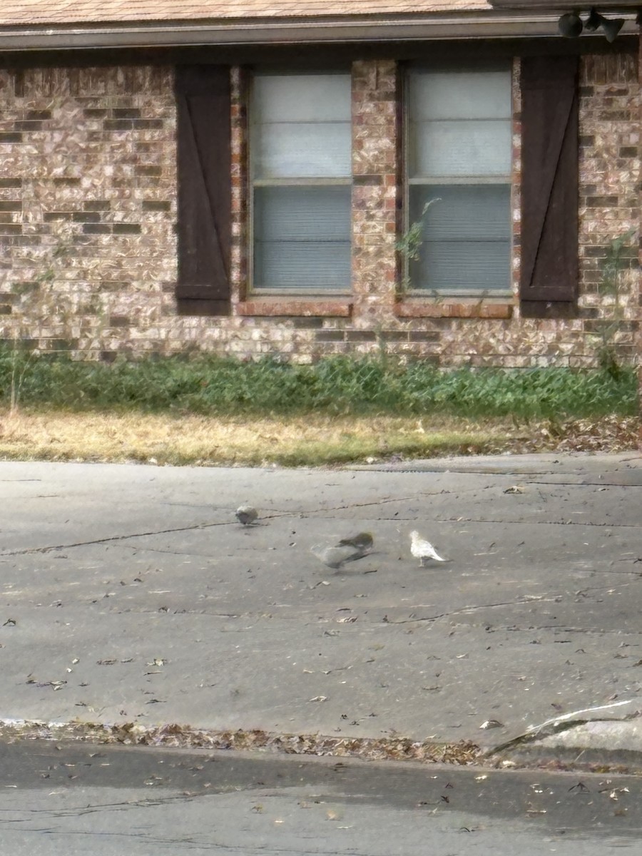 Eurasian/African Collared-Dove - ML646075825