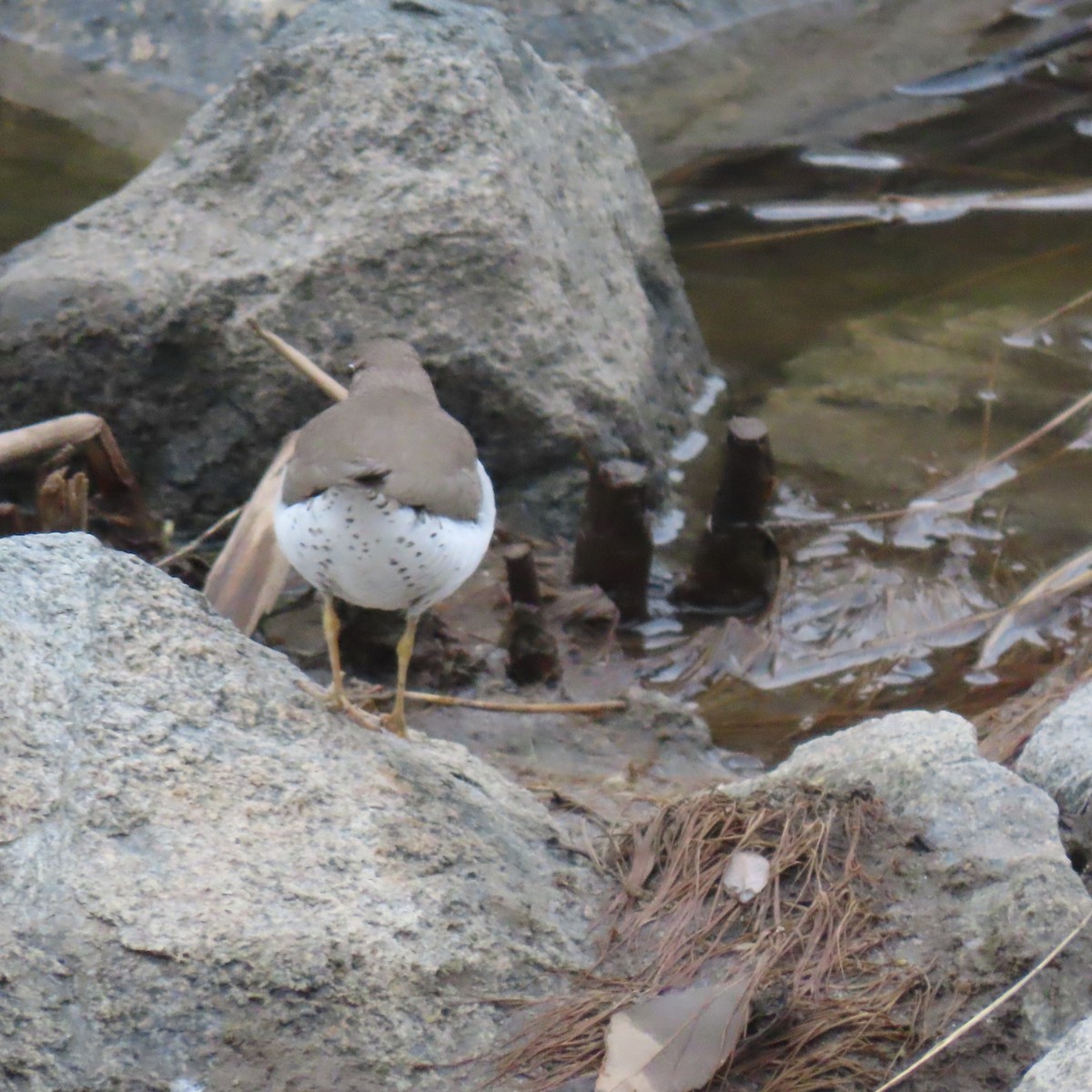 Piro piro macchiato - ML646075826