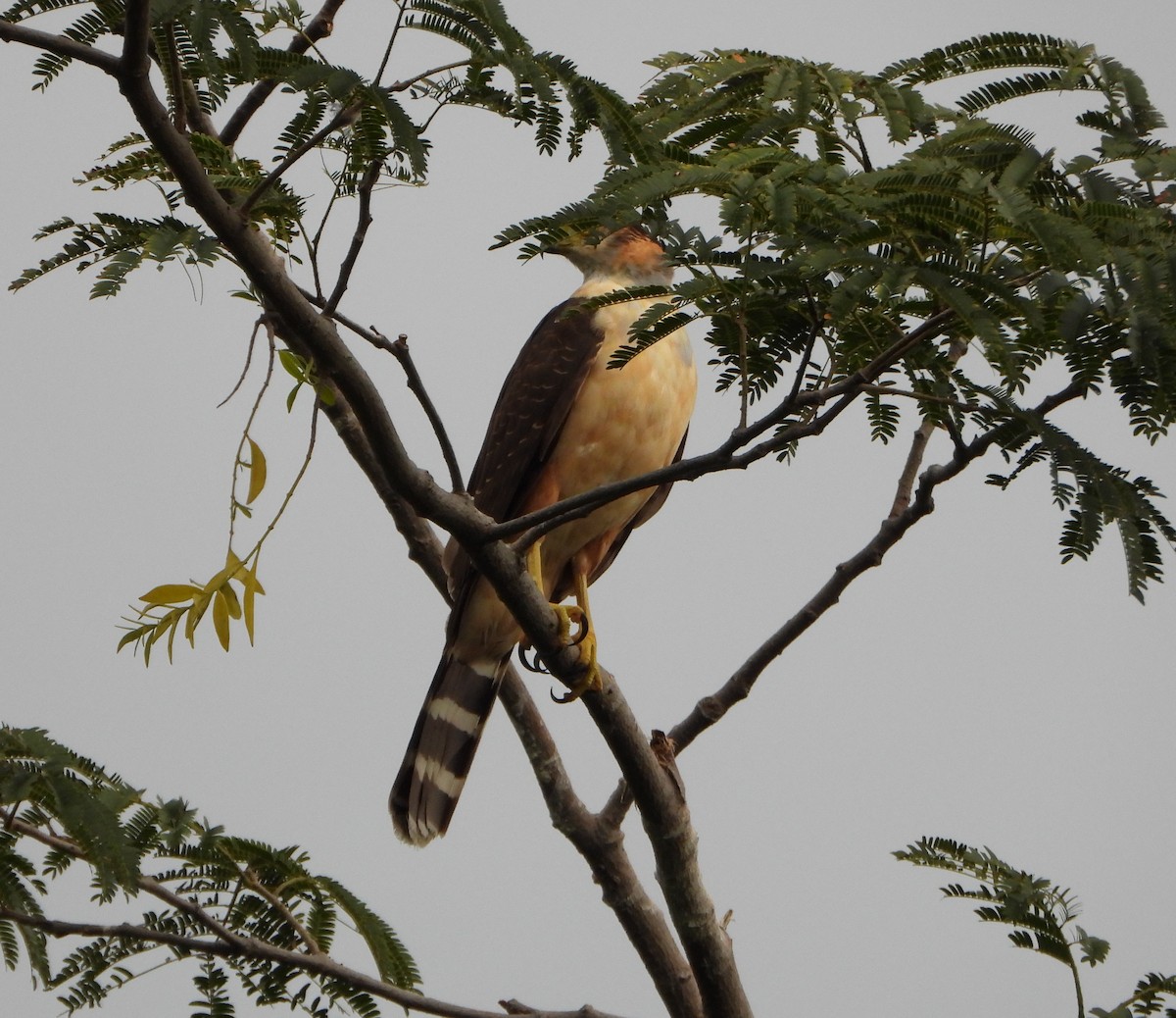 Bicolored Hawk - ML646075827