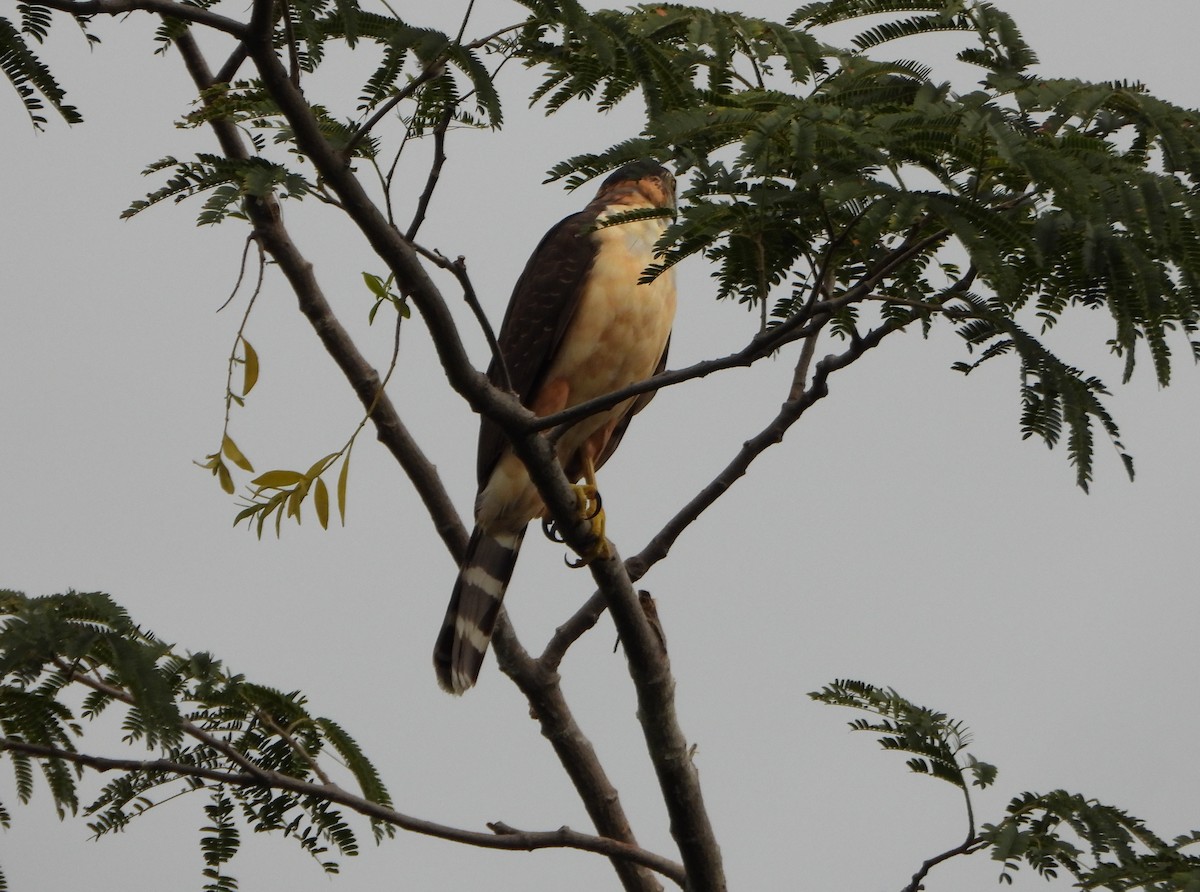 Bicolored Hawk - ML646075828