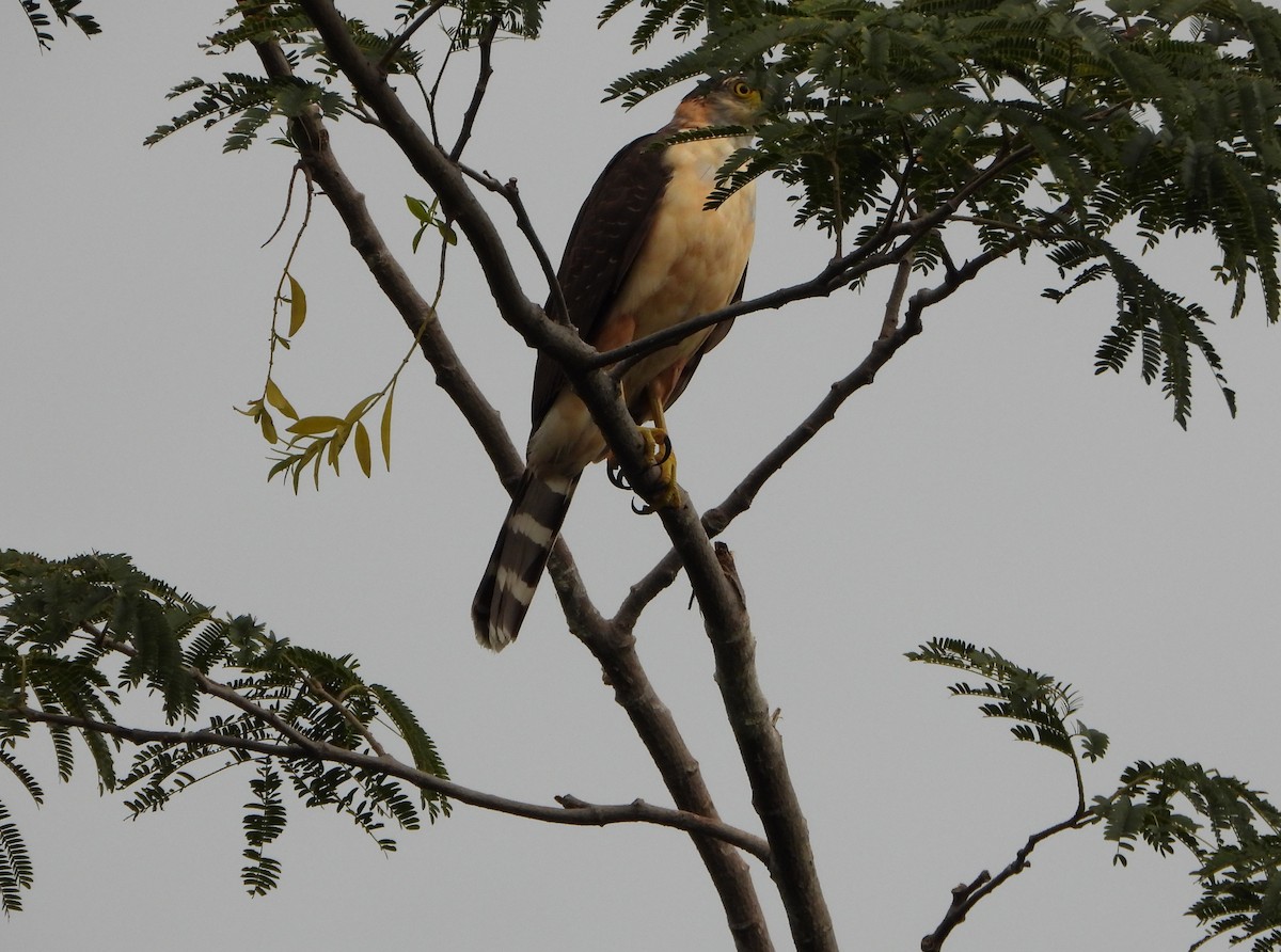 Bicolored Hawk - ML646075829