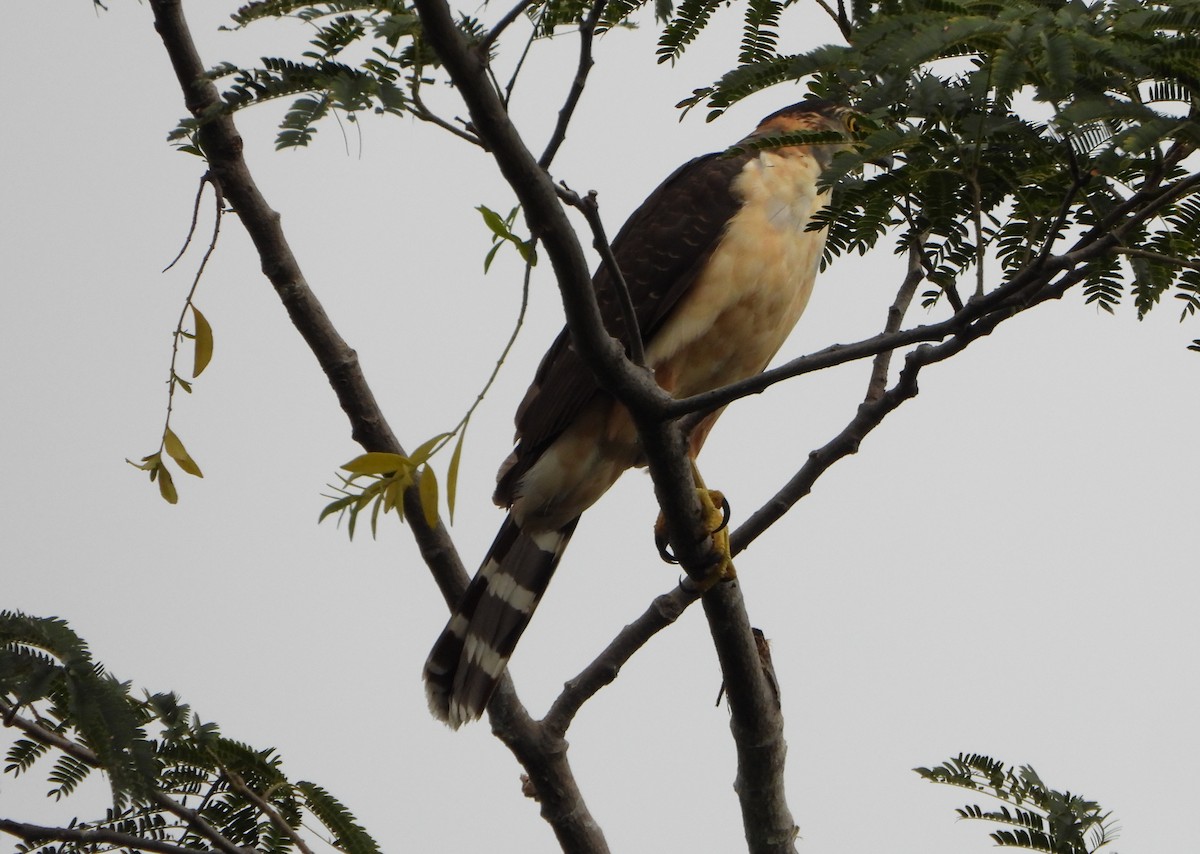 Bicolored Hawk - ML646075830