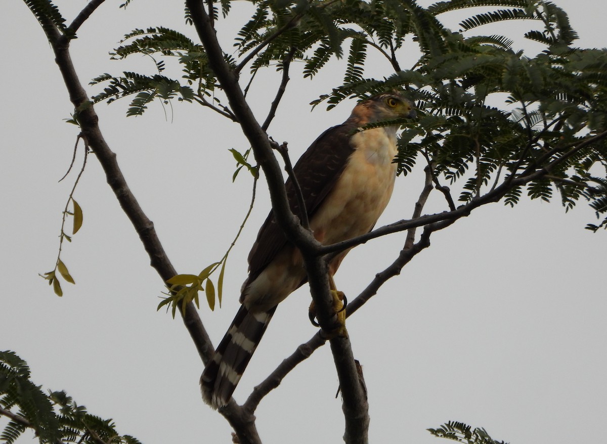 Bicolored Hawk - ML646075831