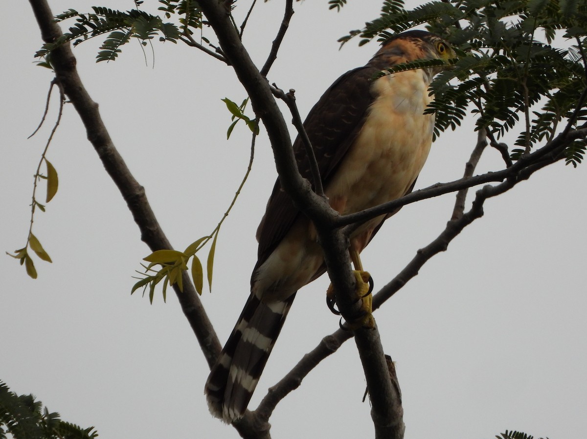 Bicolored Hawk - ML646075832