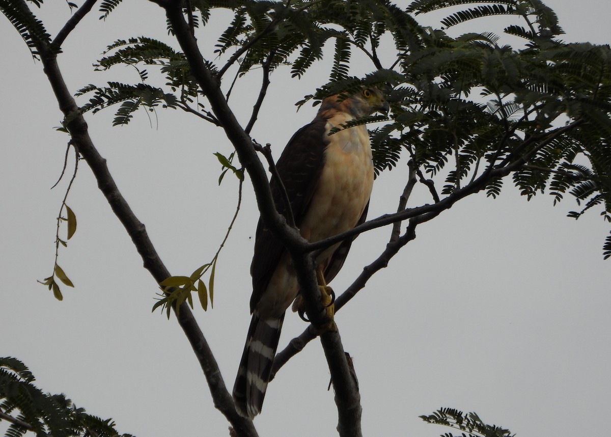 Bicolored Hawk - ML646075834