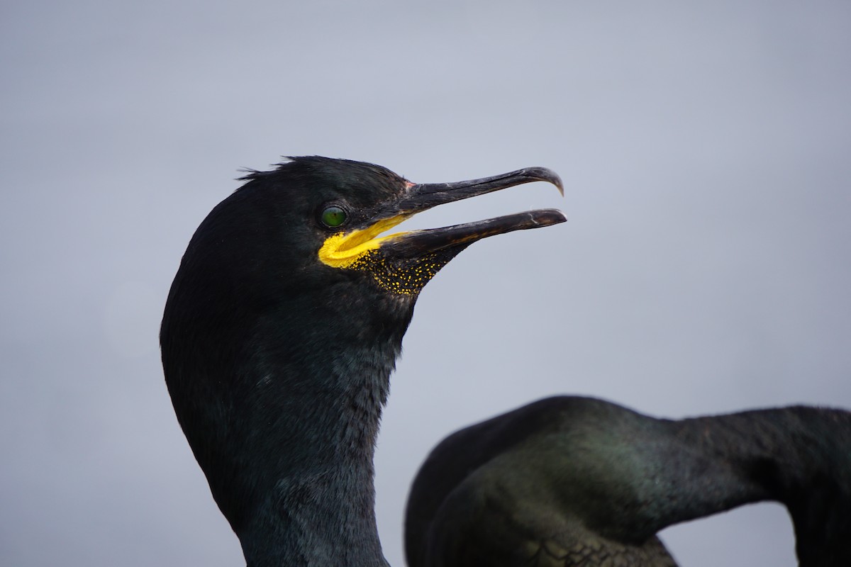 Marangone dal ciuffo - ML646075835