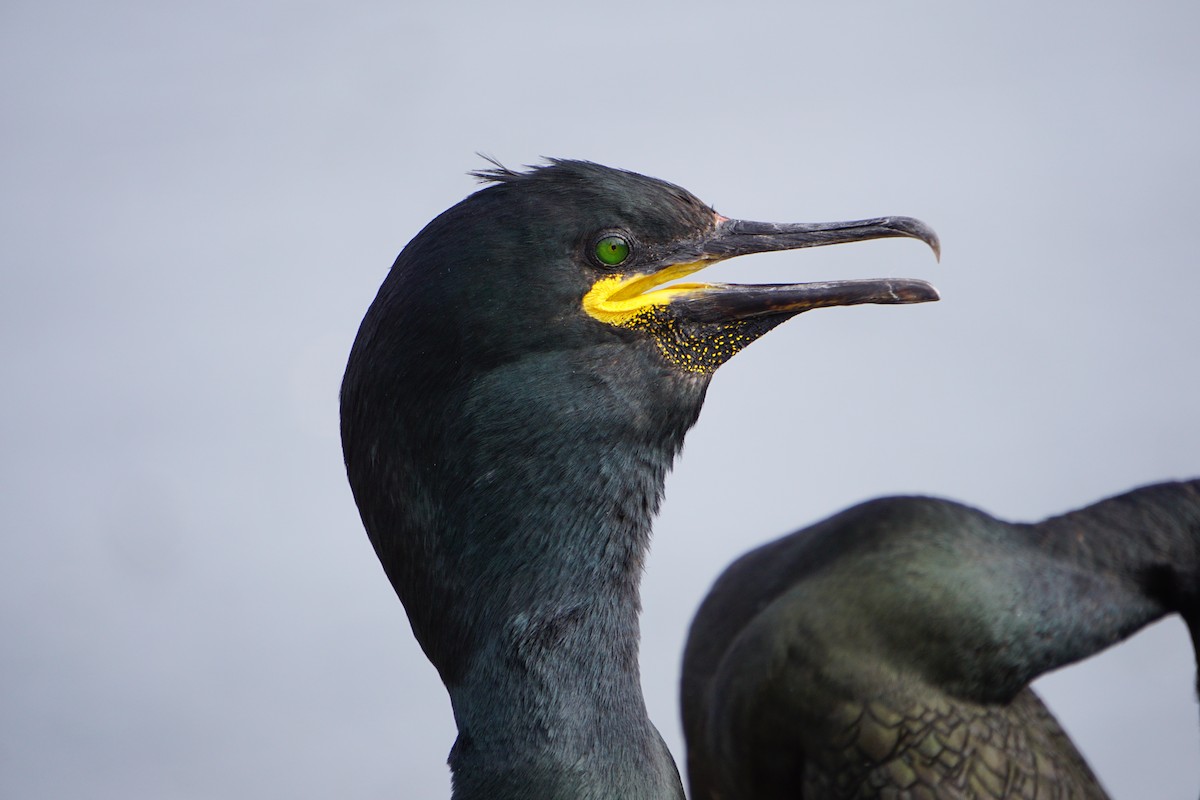 Marangone dal ciuffo - ML646075836