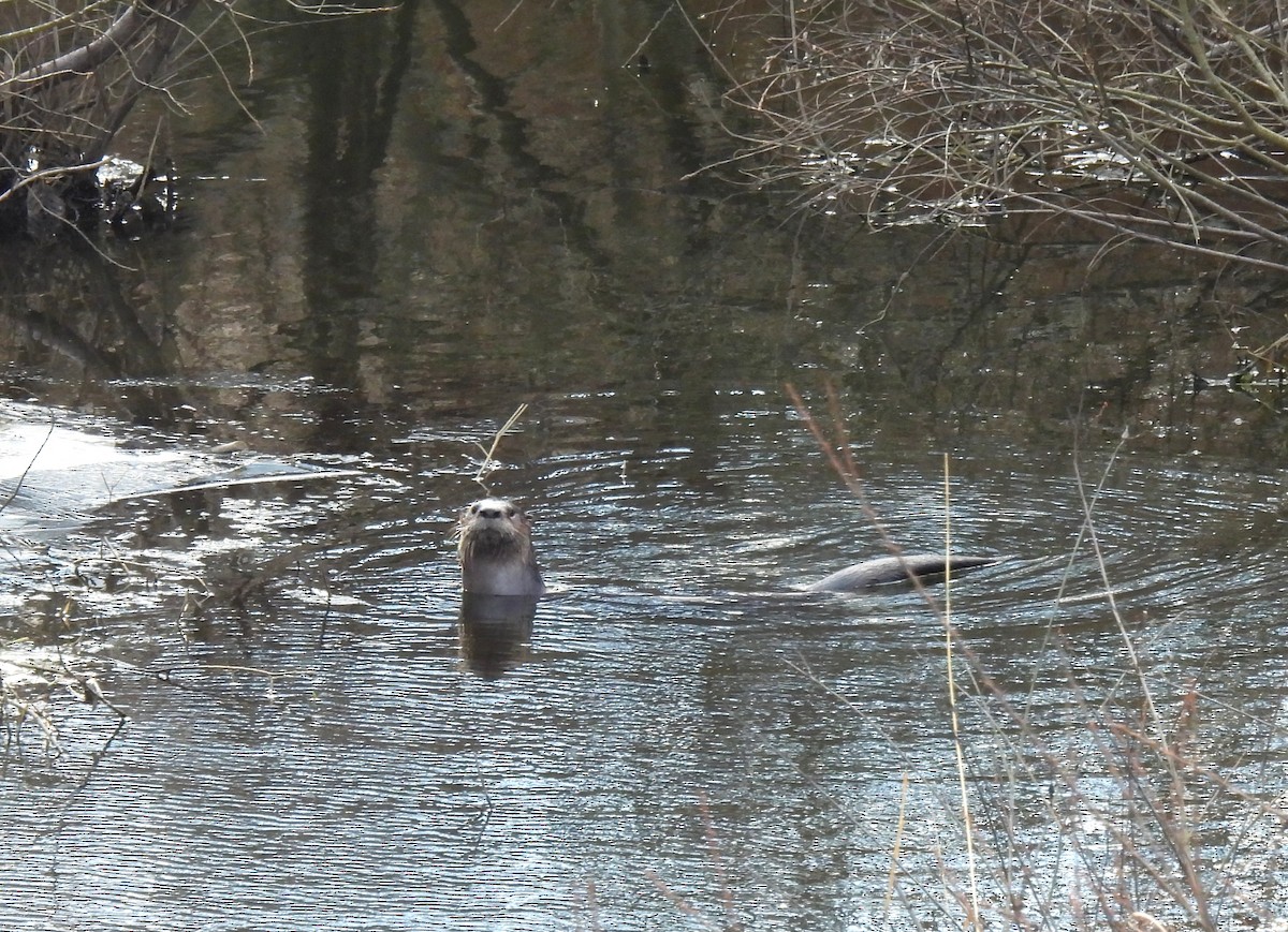 Animals - ML646075837