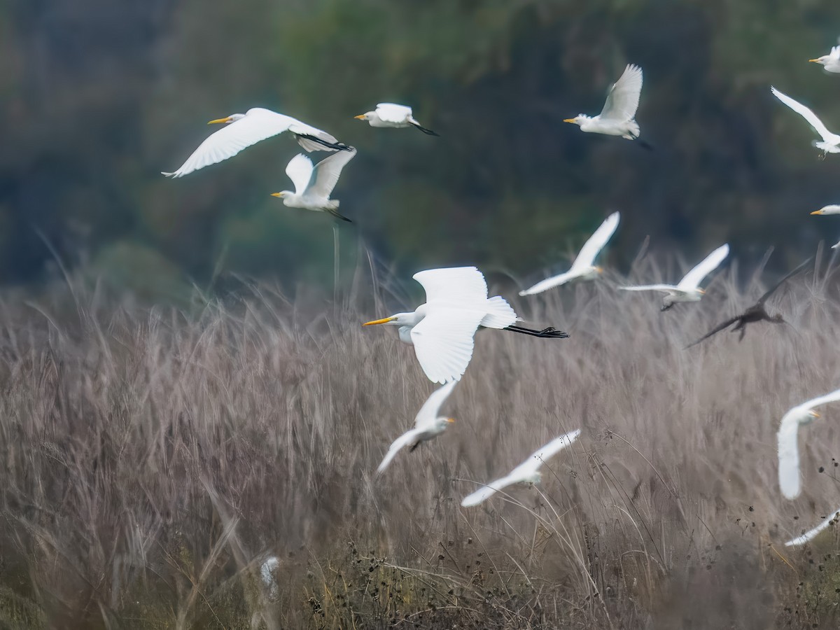 Airone guardabuoi - ML646075841