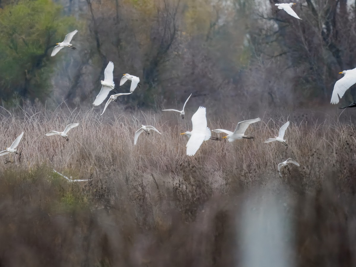 Airone guardabuoi - ML646075842