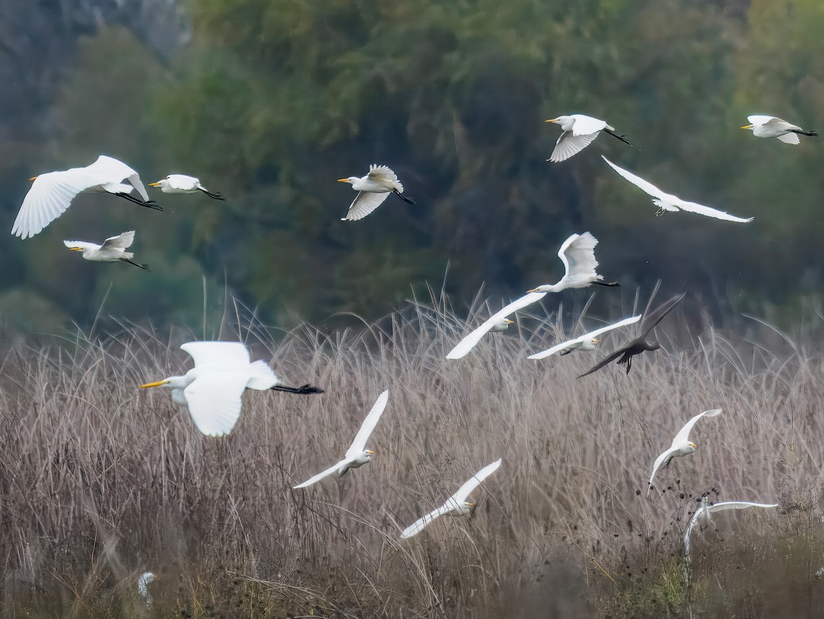 Airone guardabuoi - ML646075843