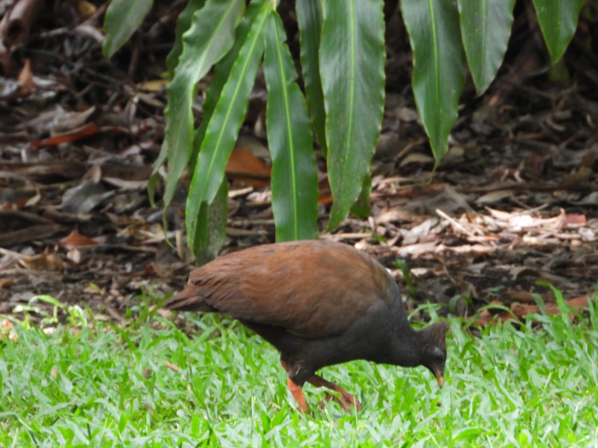 Orange-footed Megapode - ML646075844