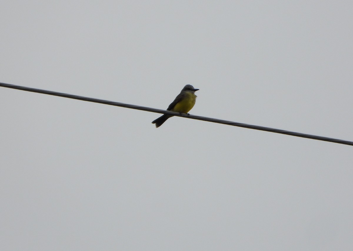 Tropical Kingbird - ML646075846