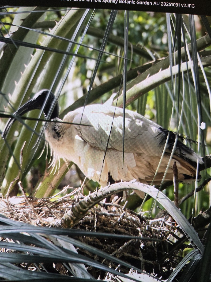 Australian Ibis - ML646075847