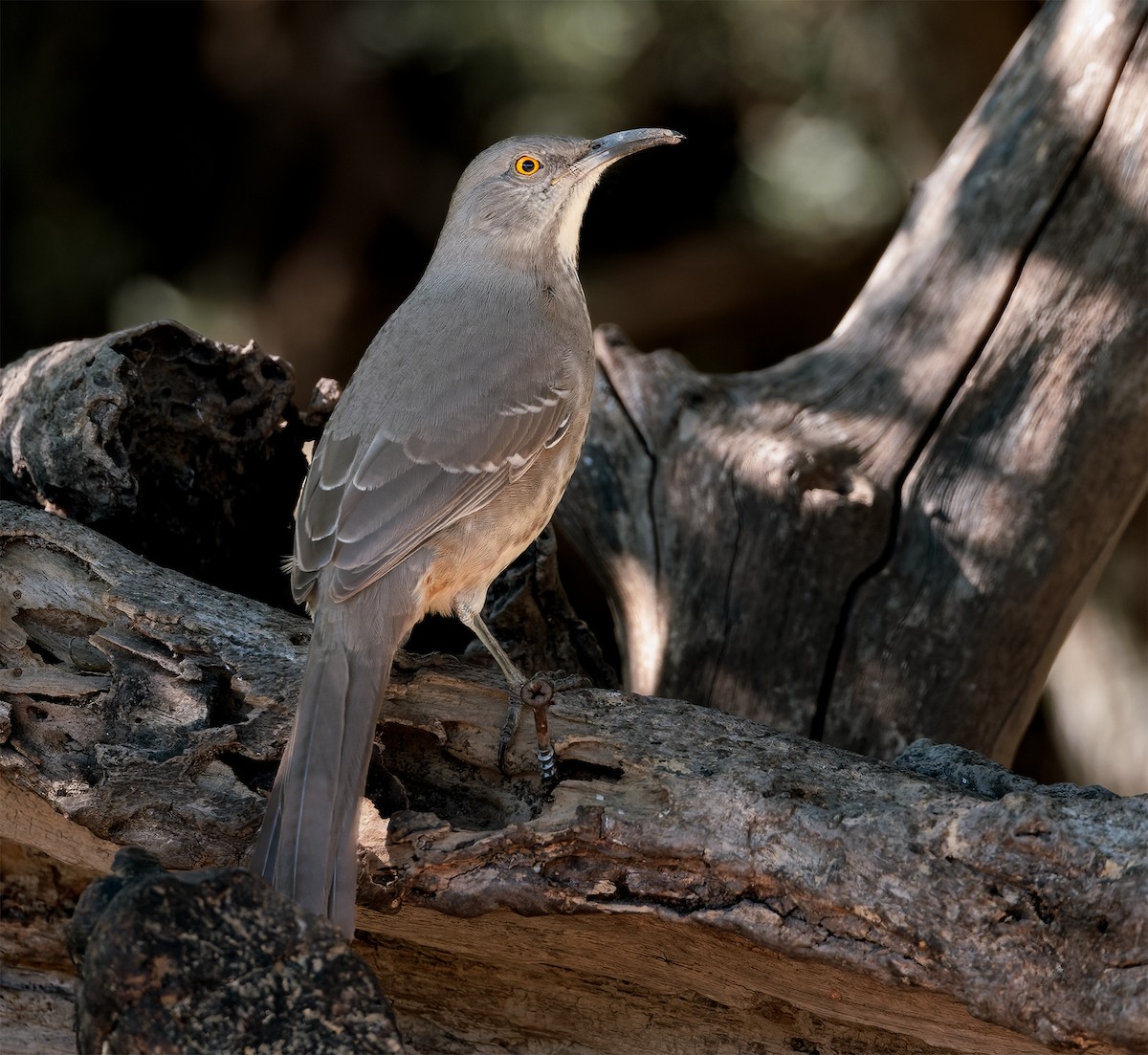 Curve-billed Thrasher - ML646075849