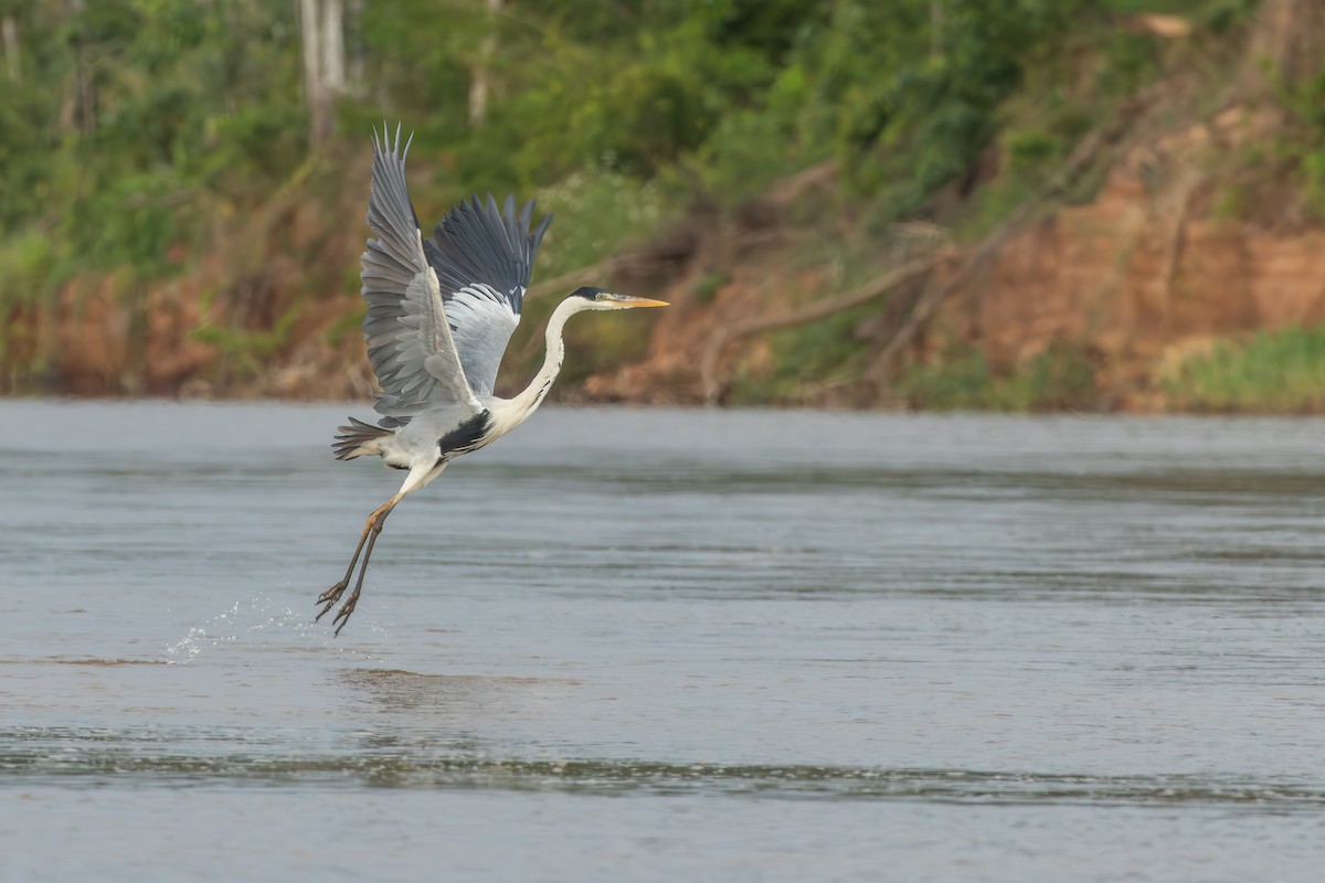 Cocoi Heron - ML646075850