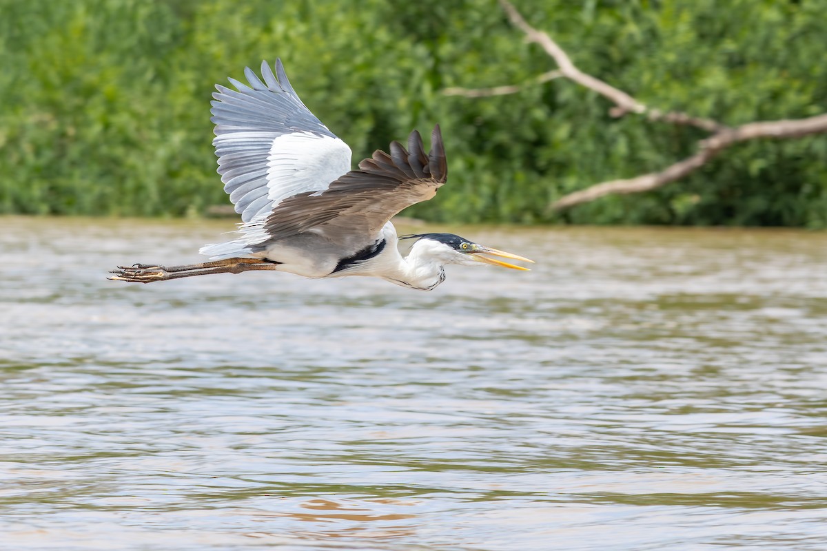 Cocoi Heron - ML646075851