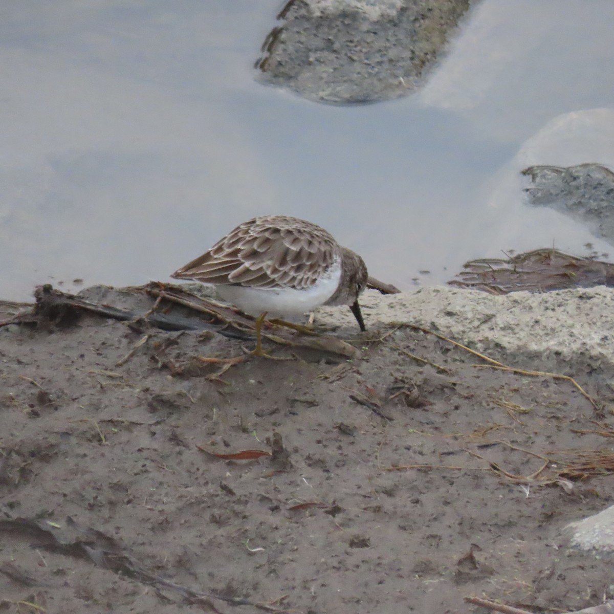 Gambecchio americano - ML646075852