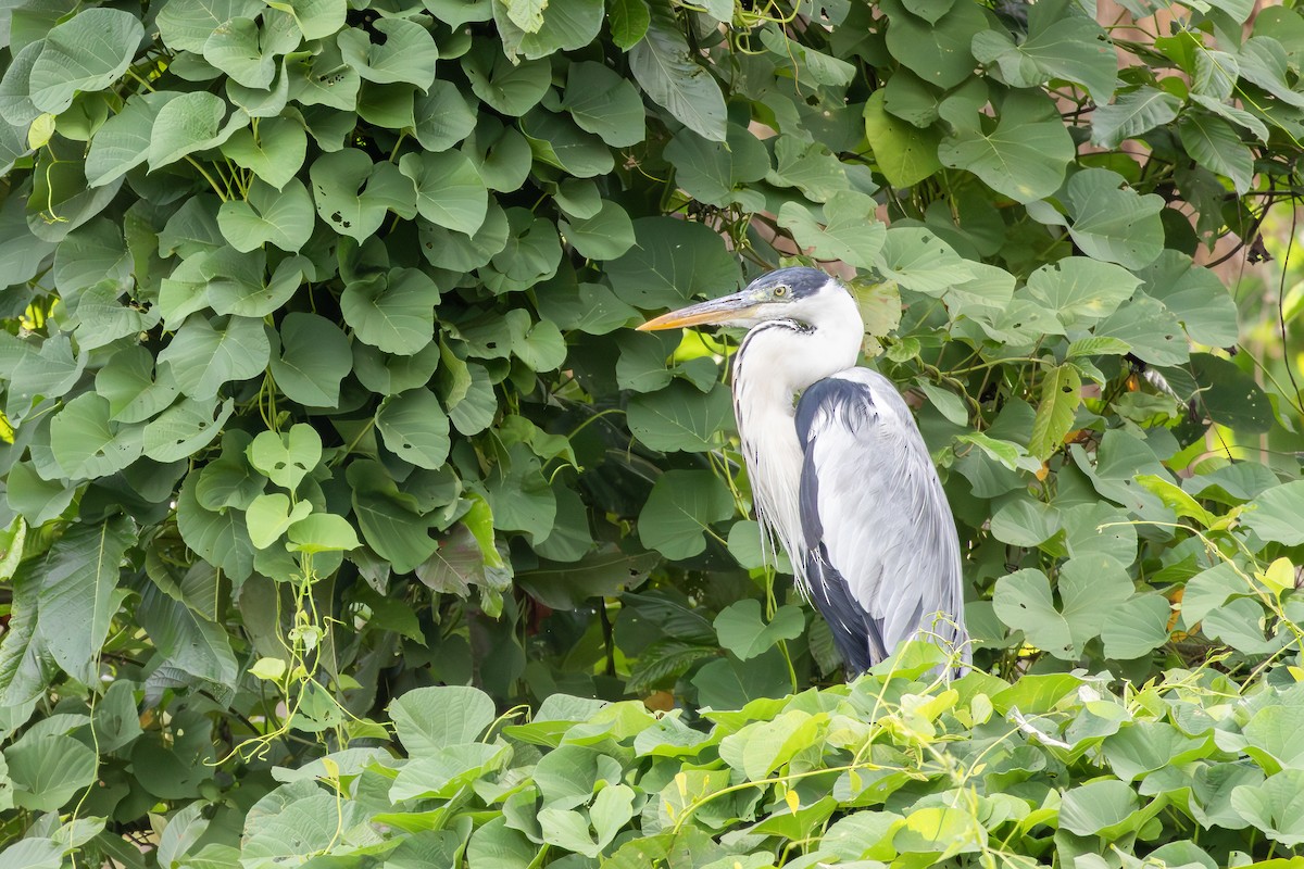 cocoihegre - ML646075853