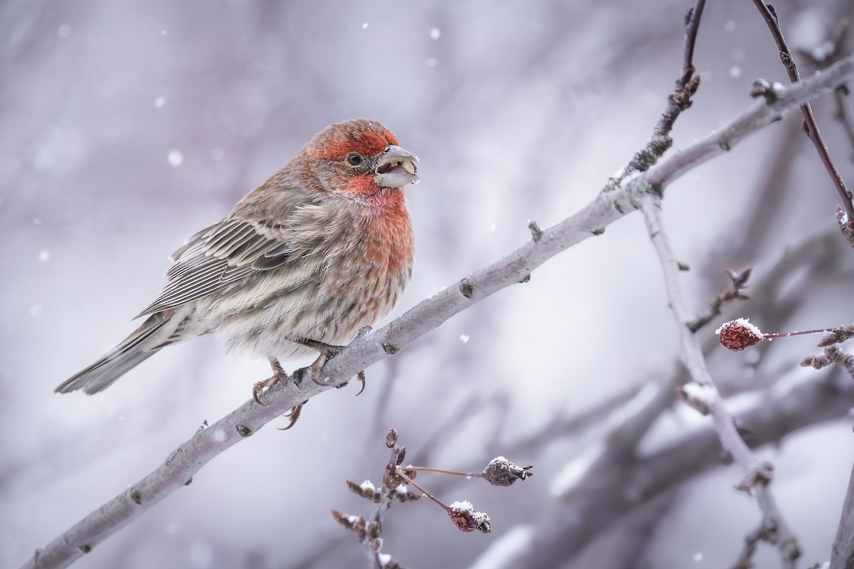 House Finch - ML646075854