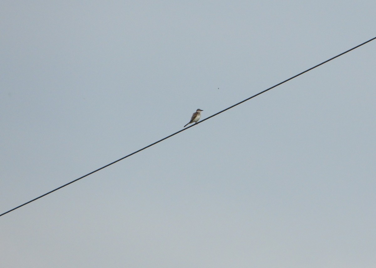 Gray Kingbird - ML646075855
