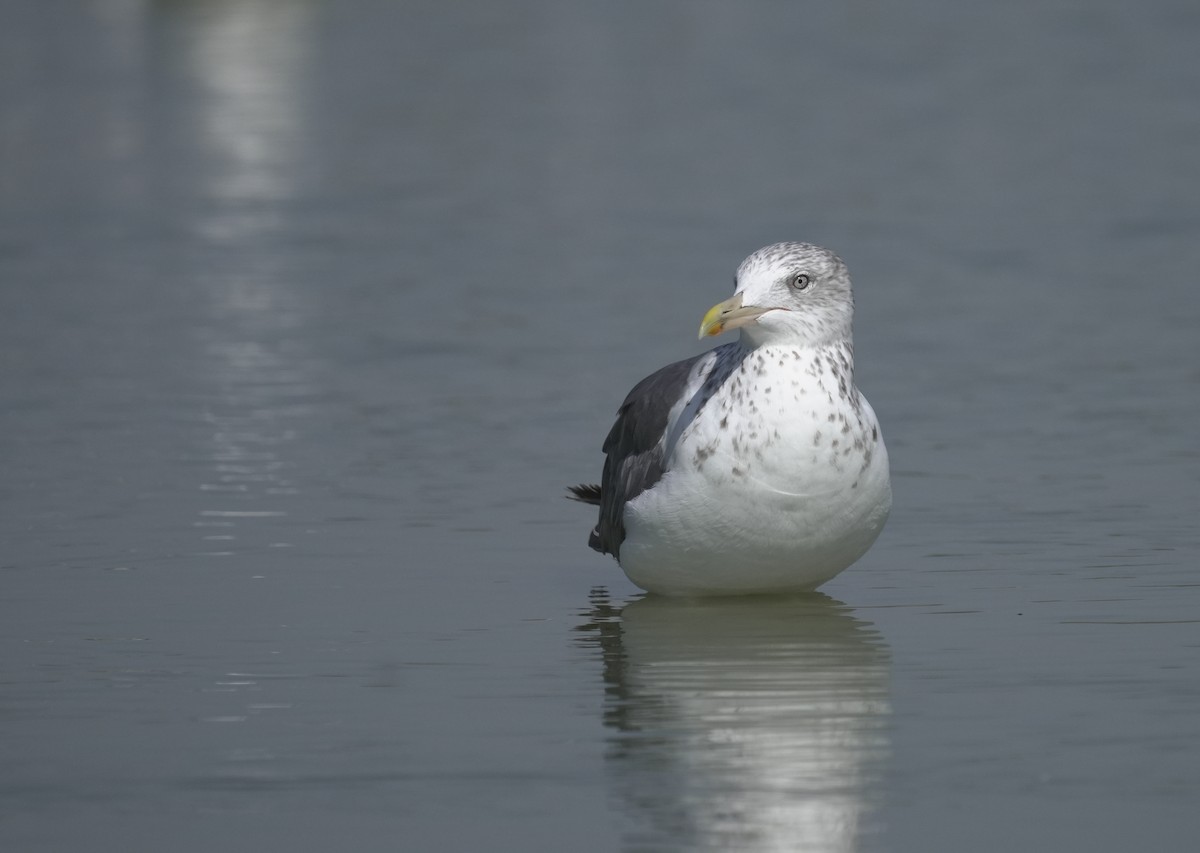 Zafferano (heuglini) - ML646075856