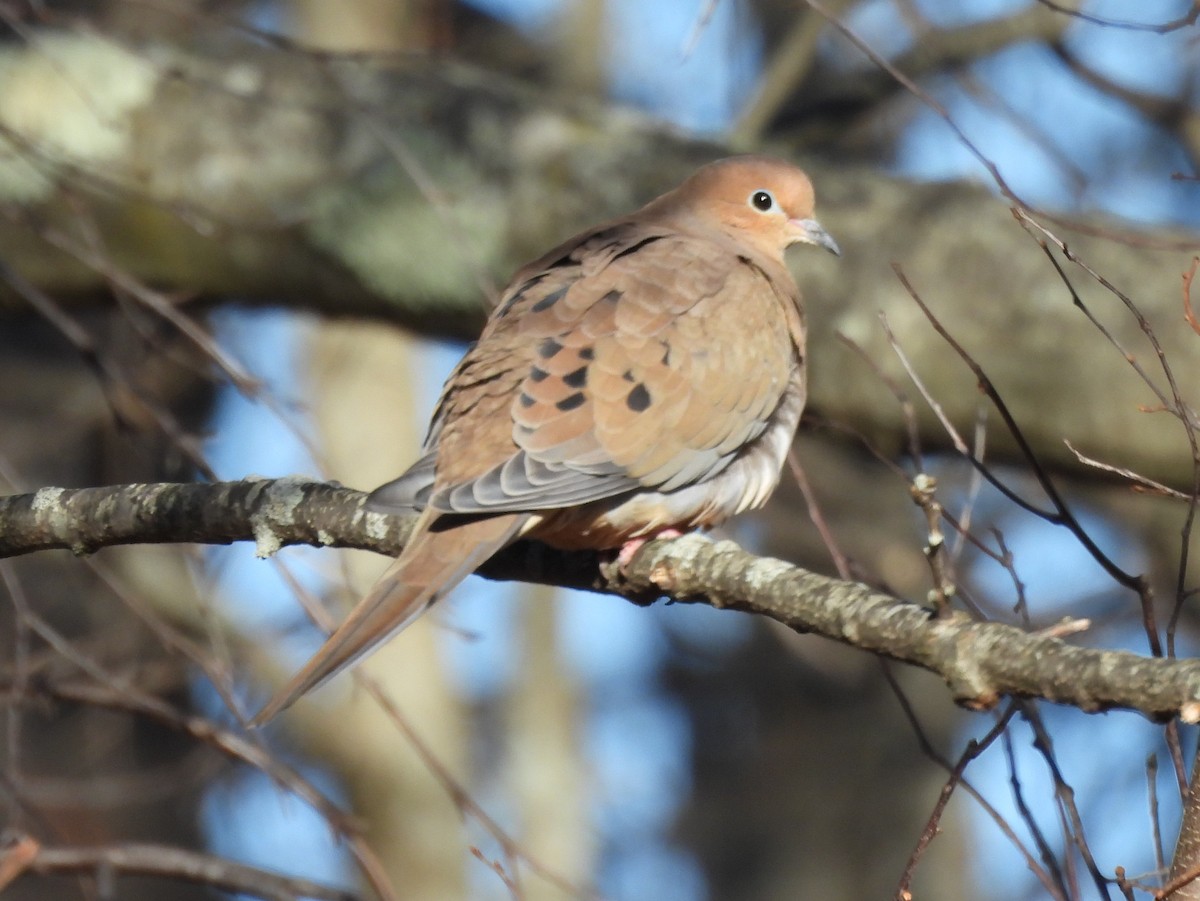Mourning Dove - ML646075857
