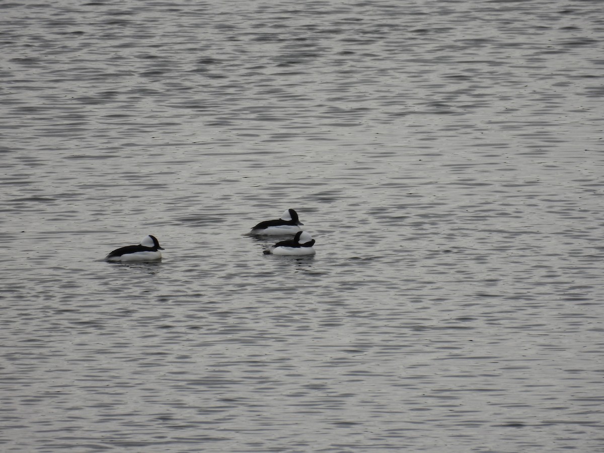 Murgilari buruzuria - ML646075858