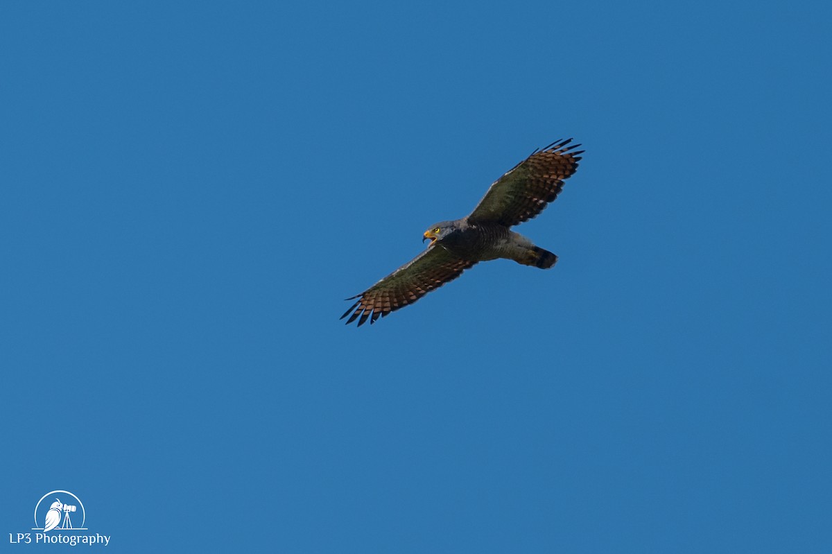 Roadside Hawk - ML646075859