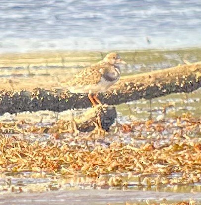 Ruddy Turnstone - ML646075866