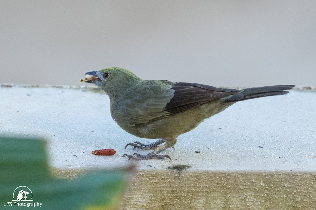 Palm Tanager - ML646075867