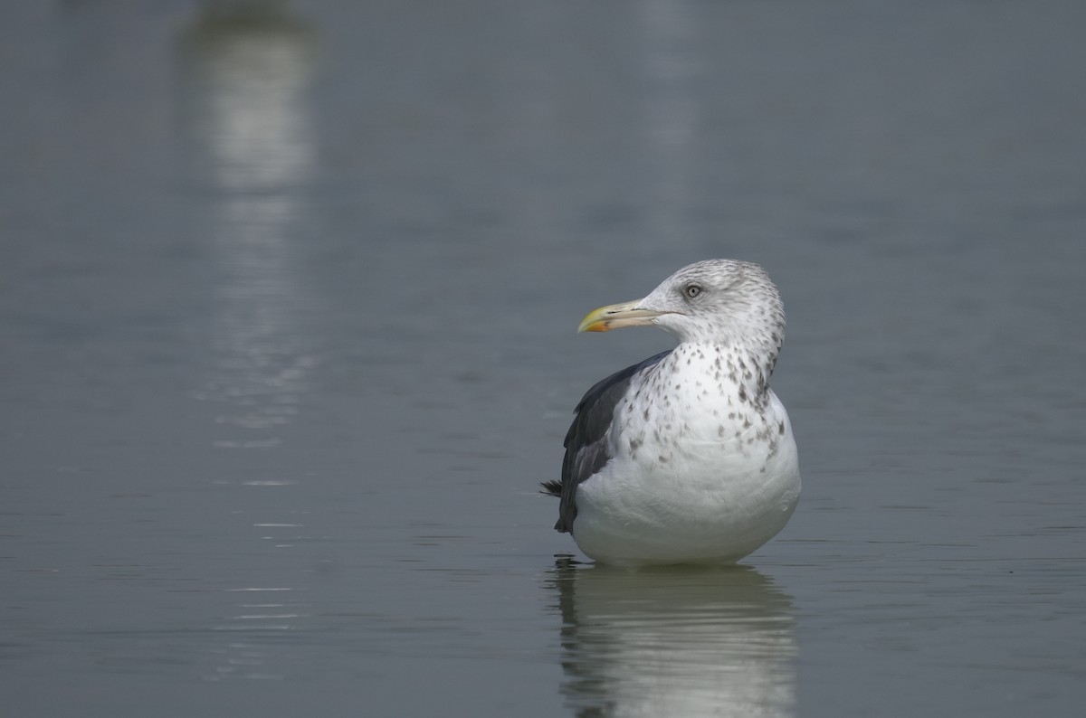 Zafferano (heuglini) - ML646075871