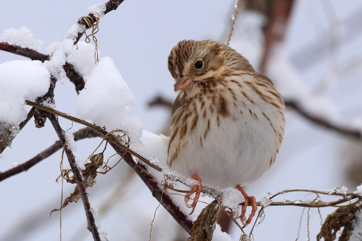 Savannah Sparrow - ML646075877