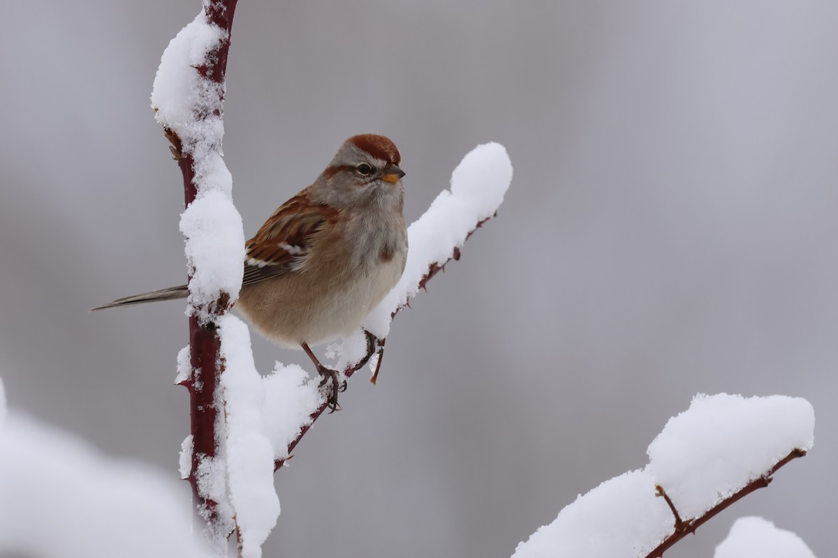 American Tree Sparrow - ML646075880