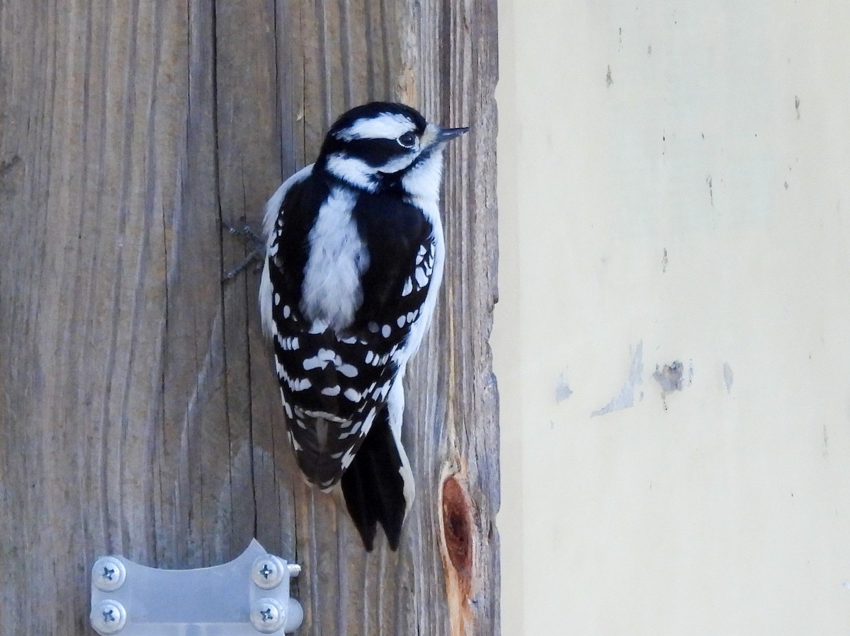 Downy Woodpecker - ML646075882