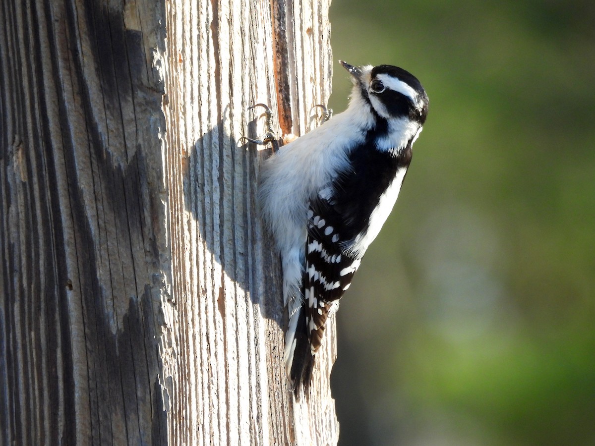 Downy Woodpecker - ML646075883