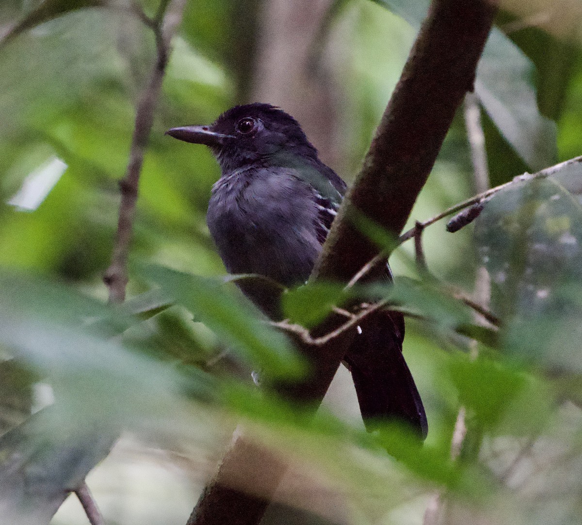 Blackish-gray Antshrike - ML646075884