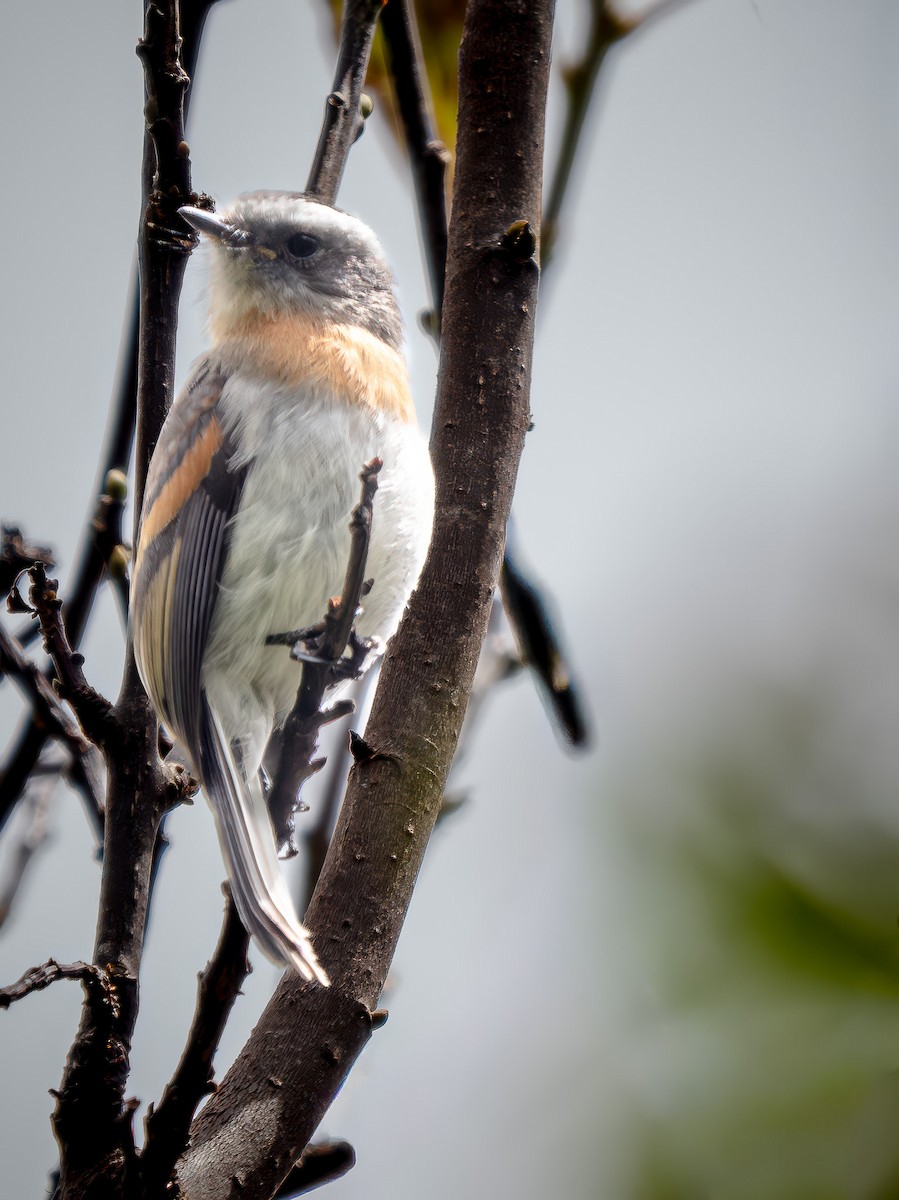 Rufous-breasted Chat-Tyrant - ML646075885