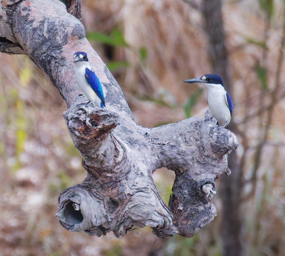 Forest Kingfisher - ML646075886