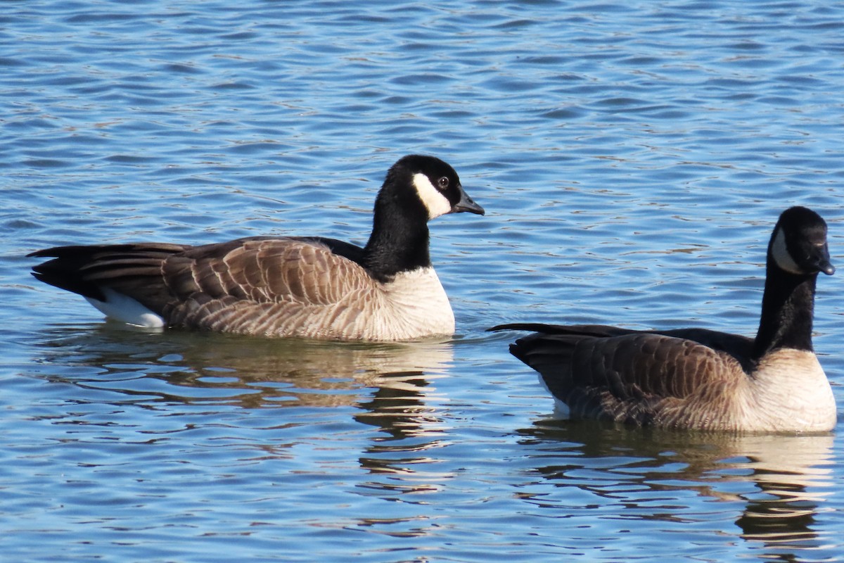 小加拿大雁 - ML646075888