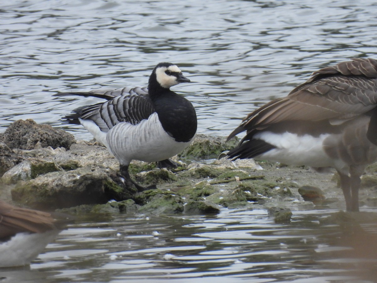 Barnacle Goose - ML646075890