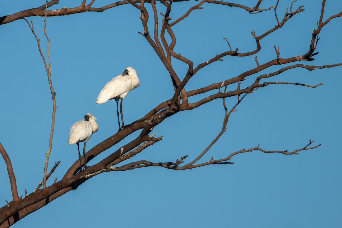 Косар королівський - ML646075892
