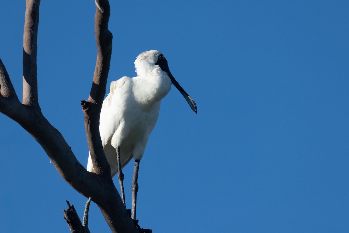 Косар королівський - ML646075893