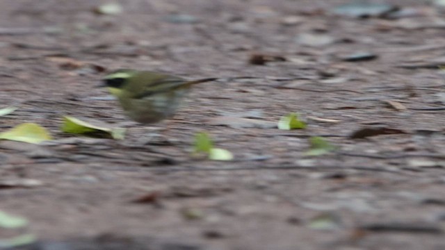 Yellow-throated Scrubwren - ML646075896