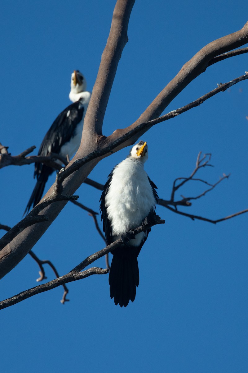 kormorán černobílý - ML646075898